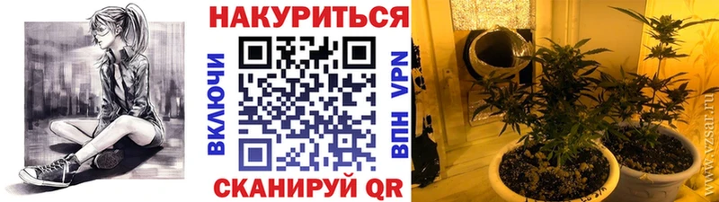 где найти   Брюховецкая  МАРИХУАНА MAZAR 